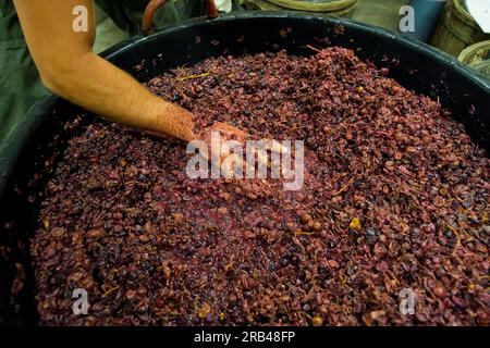 Italien, Lombardei, Valtellina, Chiuro, Erntezeit Stockfoto