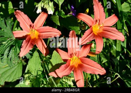Clematis Flowers im Garten Stockfoto