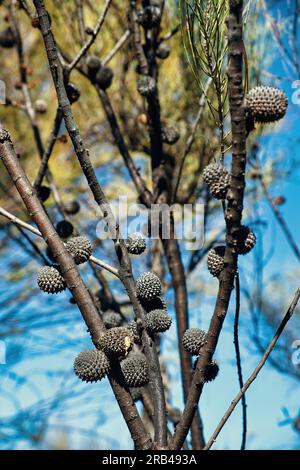 Reife weibliche Zapfen von Allocasuarina humilis oder Zwergscheide im Westaustralischen Wheatbelt Stockfoto