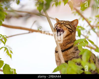Die niedliche Tabby-Katze kletterte im Sommergarten über eine Zaunwand über einen Baum und sah aus. Türkische Katzen auf den Straßen von Antalya Stockfoto