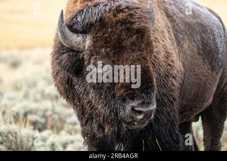 American Bison aus nächster Nähe im Yellowstone-Nationalpark Stockfoto