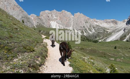 Zwei Esel auf einem Wanderweg in der Geisler-Gebirgskette (Gruppo delle Odle) in den Dolomiten (italienische Alpen) Stockfoto