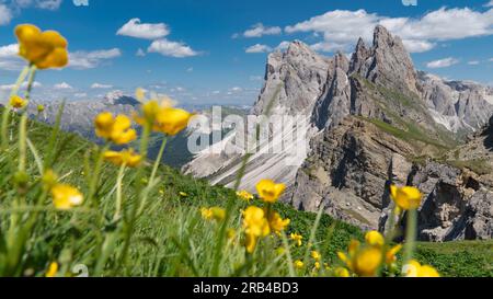Gelbe Blumen auf den Wiesen vor der Geislerspitze (Gruppo delle Odle) in den Dolomiten (Italienische Alpen), aus der Sicht der Seceda Mo Stockfoto