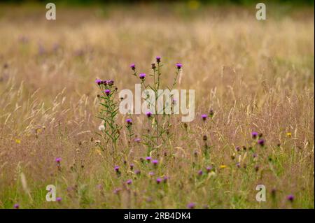 Verschiedene bunte Wildblumenpflanzen auf einem Feld inmitten von Lomg Grassess. Stockfoto