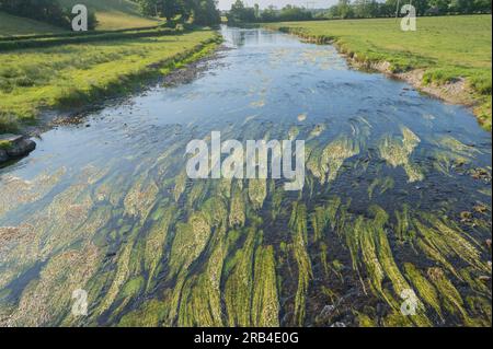 Blühende Wassermassen im Teifi an der Gogoyan-Brücke, 6. Juni 2023 Stockfoto