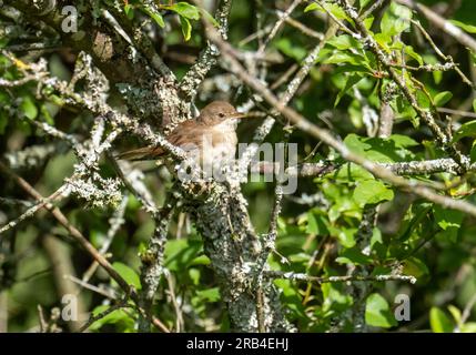 Ein junger Common Whitethroat, Sylvia Communis in Ambleside, Lake District, Großbritannien. Stockfoto