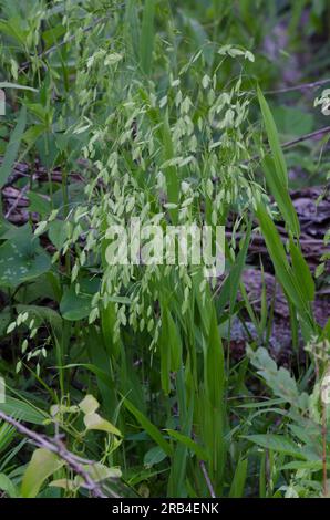 Indische Holzlatten, Chasmanthium latifolium Stockfoto