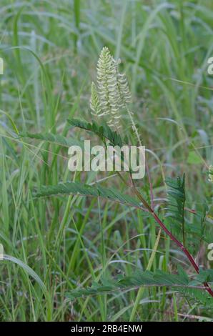 Kanadischer Milchkätzel, Astragalus canadensis Stockfoto