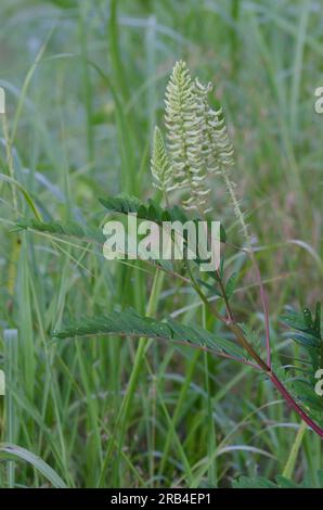 Kanadischer Milchkätzel, Astragalus canadensis Stockfoto