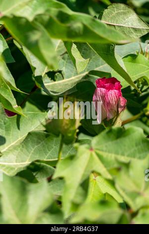 Zarte rosafarbene Baumwollblume im Sonnenlicht nahe an grünem Laub. Israel Stockfoto