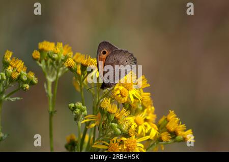 Wiesenbrauner Schmetterling Maniola jurtina, ernähren sich von gewöhnlichem Ragwurz Senecio jacobaea, rauchbraune Flügel, orangefarbenes Fleckchen mit Augenmarkierung, gelbe Blumen