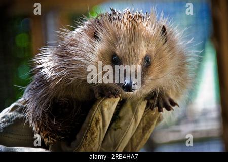 Schweiz, Kanton Tessin, Maggia, Igel Recovery Center Stockfoto