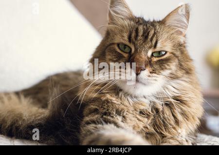 Porträt einer bezaubernden, ernsten Katze, die sich auf einer Decke und Kopfkissen entspannt. Süße Katze liegt auf dem Bett in einem stilvollen, modernen Zimmer. Haustier und gemütliches Zuhause. Mischrasse Stockfoto