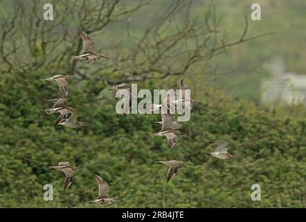 Whimbrel (Numenius phaeopus) Herde von Migranten, die tief über dem Feld Eccles-on-Sea fliegen, Norfolk, Vereinigtes Königreich. April Stockfoto