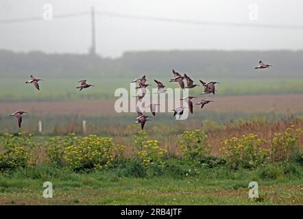 Whimbrel (Numenius phaeopus) Herde von Migranten, die tief über dem Feld fliegen, mit einem Bartailed Godwit (Limosa lapponica) Eccles-on-Sea, Norfolk, Vereinigtes Königreich. Stockfoto