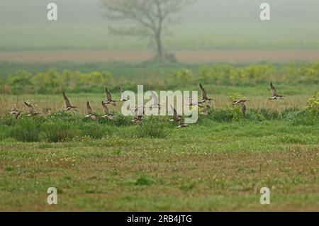 Whimbrel (Numenius phaeopus) Herde von Migranten, die tief über dem Feld fliegen, mit einem Bartailed Godwit (Limosa lapponica) Eccles-on-Sea, Norfolk, Vereinigtes Königreich. Stockfoto