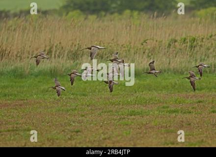 Whimbrel (Numenius phaeopus) Herde von Migranten, die tief über dem Feld fliegen, mit einem Eurasischen Curlew (N. arquata) Eccles-on-Sea, Norfolk, Vereinigtes Königreich. Ap Stockfoto