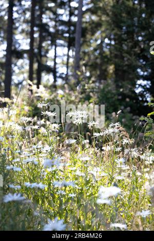 Gänseblümchen und andere Wildblumen wachsen auf einer Wiese neben einem Wald in Eugene, Oregon. Stockfoto