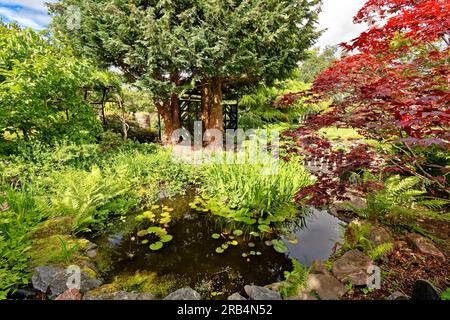 Inverness Botanic Gardens Schottland ein kleiner Teich und Acer Baum im Garten im Sommer Stockfoto