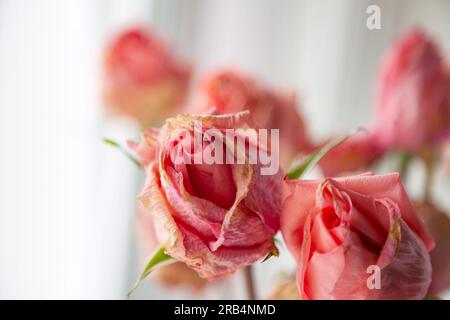 Mehrere rosa getrocknete Rosenknospen vor hellem Hintergrund. Eine Gruppe schöner toter Blüten im Nahbereich als Konzept von vergangener Zeit, Traurigkeit, Depression Stockfoto
