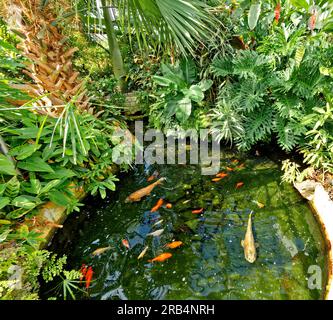 Inverness Botanic Gardens Schottland Fischteich und Fische umgeben von Pflanzen im tropischen Gewächshaus im Sommer Stockfoto