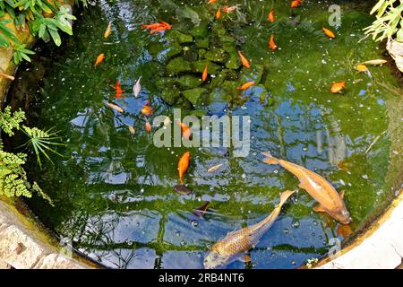 Inverness Botanic Gardens Schottland Fischteich und Goldfische im tropischen Gewächshaus im Sommer Stockfoto