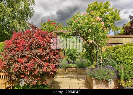 Inverness Botanic Gardens Schottland rosa Rosen über einem darunter liegenden Torbogen Lavendel im Sommer Stockfoto