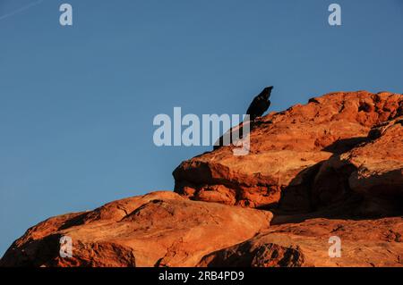 American Crow ruht auf roten Felsen im Arches National Park Stockfoto