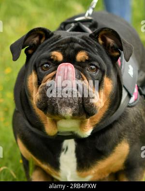 Englische Bulldogge Stockfoto