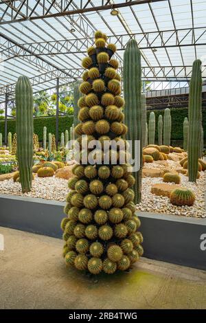 Kaktusgarten im Nong Nooch Tropical Park Stockfoto