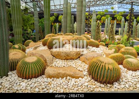 Kaktusgarten im Nong Nooch Tropical Park Stockfoto