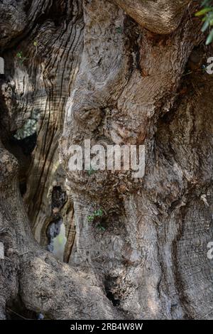 Struktur eines Stamms und eines alten Olivenbaums Stockfoto