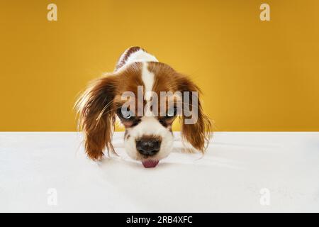 Süßer, schöner, reinrassiger Hund von Cavalier König Charles Spaniel, der vor gelbem Studiohintergrund am Leck- und Schnüffeltisch sitzt Stockfoto