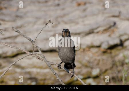 Grackle, Quiscalus quiscula, kindisch Stockfoto
