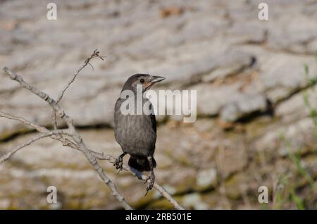 Grackle, Quiscalus quiscula, kindisch Stockfoto