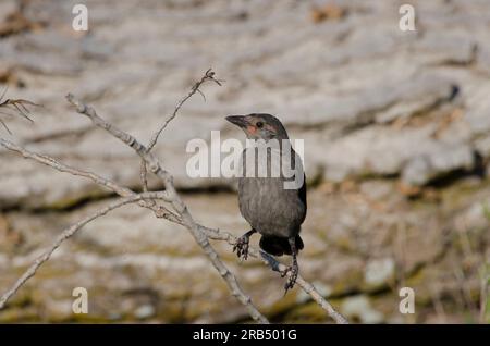 Grackle, Quiscalus quiscula, kindisch Stockfoto