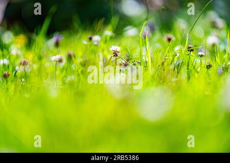 Gräser, Wildblumen, Klee auf einem ungemähten Rasen Stockfoto