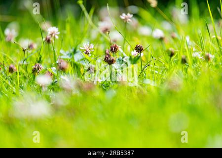 Gräser, Wildblumen, Klee auf einem ungemähten Rasen Stockfoto