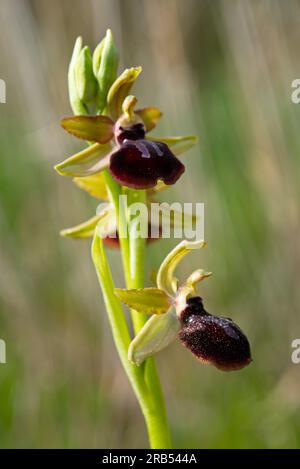 Foto de la orquidea Ophrys fusca (Abejera negra), Bild der Orchidee Ophrys fusca. Stockfoto