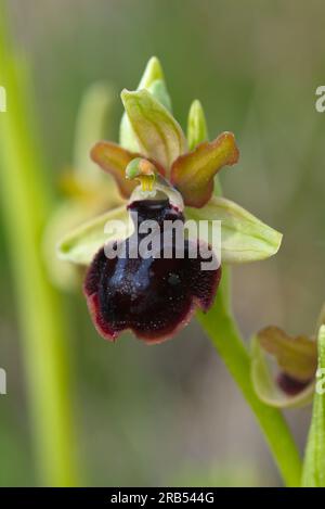 Foto de la orquidea Ophrys fusca (Abejera negra), Bild der Orchidee Ophrys fusca. Stockfoto