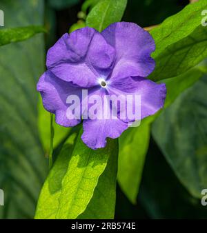 Brunfelsia pauciflora (Brunfelsia calycina). Ursprünglich wurden sie in der Nähe der Atlantikküste im Südosten Brasiliens gefunden. Stockfoto