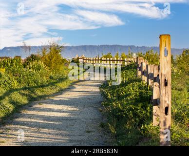 Wilde Lupinus albifrons Lupinen wachsen entlang des Weges im Everett Park Stockfoto