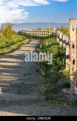 Wilde Lupinus albifrons Lupinen wachsen entlang des Weges im Everett Park Stockfoto