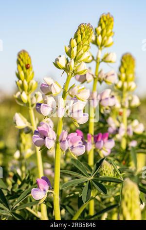 Wilde Lupinus albifrons Lupinen wachsen entlang des Weges im Everett Park Stockfoto