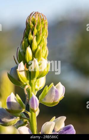 Wilde Lupinus albifrons Lupinen wachsen entlang des Weges im Everett Park Stockfoto