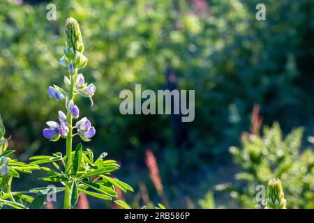 Wilde Lupinus albifrons Lupinen wachsen entlang des Weges im Everett Park Stockfoto