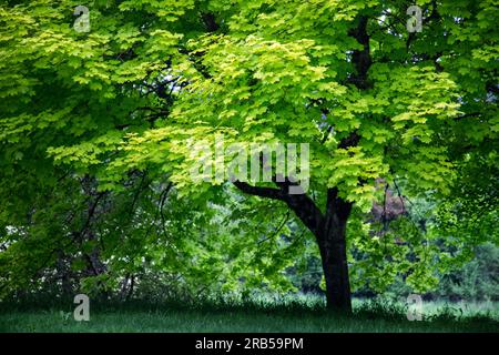 Die limegrünen Frühlingsblätter liegen auf einer alten Eiche im Park Stockfoto