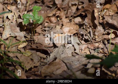 Wiese braun Schmetterling Stockfoto
