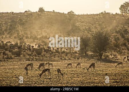 Eine große Herde Springbok im goldenen Licht der Morgendämmerung in der Kalahari-Wüste, Südafrika Stockfoto