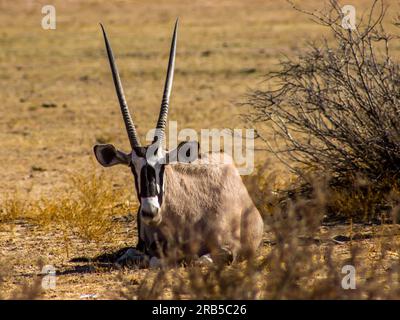 Ein einsamer Gemsbok, Oryx Gazella, der im scheinbar trockenen Flussbett des Auob-Flusses im Kgalagadi-Nationalpark, Südafrika, lag Stockfoto